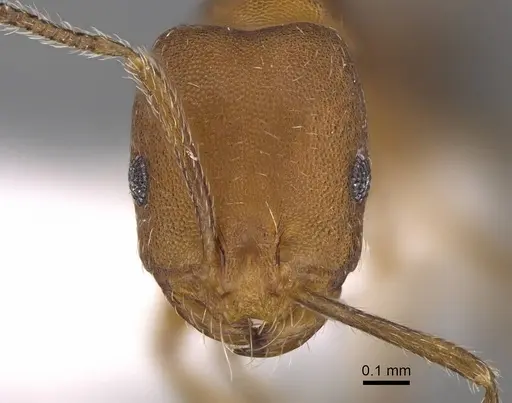 Monomorium bicolor specimen CASENT0922886 image casent0922886_2
