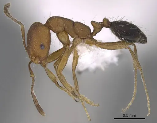 Monomorium bicolor specimen CASENT0922886 image casent0922886_3