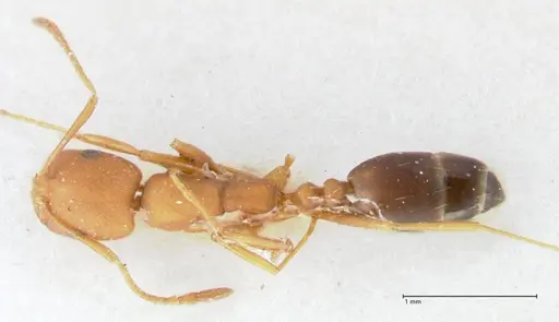 Monomorium bicolor specimen FOCOL1749 image focol1749_1