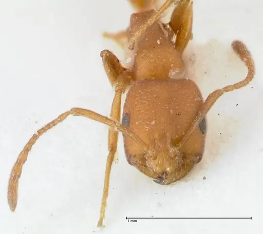 Monomorium bicolor specimen FOCOL1749 image focol1749_2