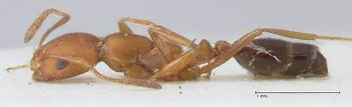 Monomorium bicolor specimen FOCOL1749 image focol1749_3