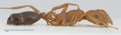 Monomorium bicolor specimen FOCOL1749 image focol1749_4