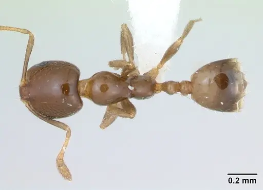 Monomorium bifidoclypeatum specimen CASENT0173547 image casent0173547_1