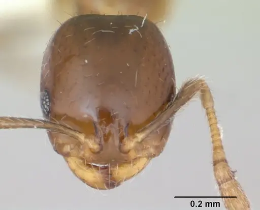 Monomorium bifidoclypeatum specimen CASENT0173547 image casent0173547_2