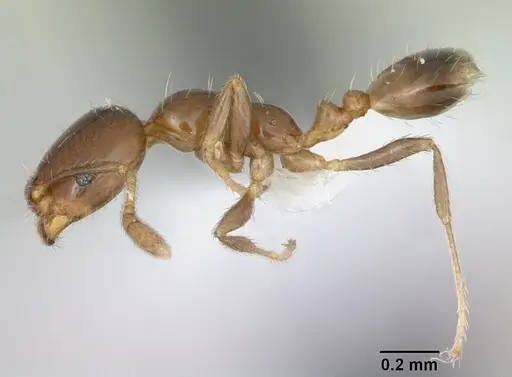 Monomorium bifidoclypeatum specimen CASENT0173547 image casent0173547_3
