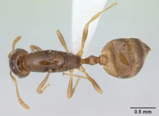 Monomorium bifidoclypeatum specimen CASENT0173548 image casent0173548_1