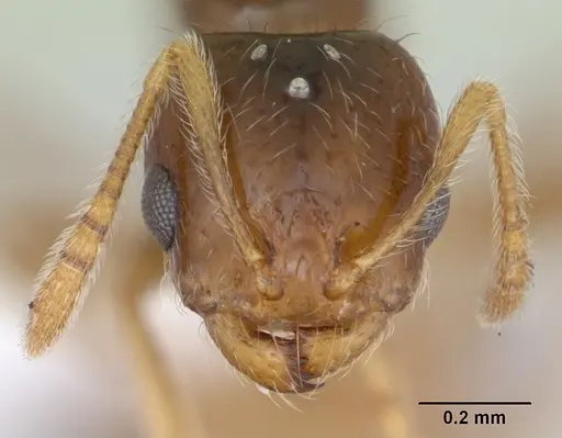 Monomorium bifidoclypeatum specimen CASENT0173548 image casent0173548_2