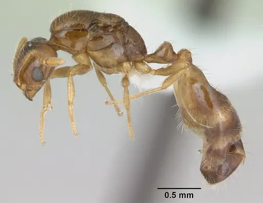 Monomorium bifidoclypeatum specimen CASENT0173548 image casent0173548_3
