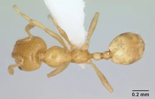 Monomorium bifidoclypeatum specimen CASENT0173589 image casent0173589_1