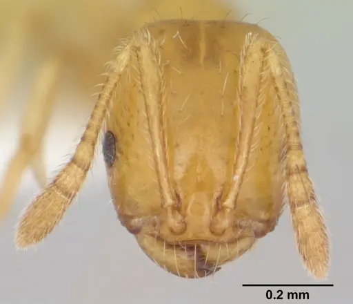 Monomorium bifidoclypeatum specimen CASENT0173589 image casent0173589_2