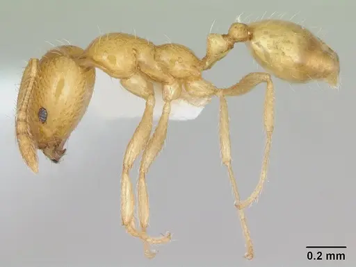 Monomorium bifidoclypeatum specimen CASENT0173589 image casent0173589_3