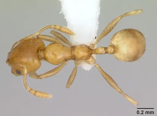 Monomorium bifidoclypeatum specimen CASENT0173593 image casent0173593_1