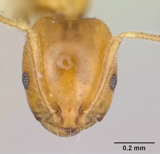 Monomorium bifidoclypeatum specimen CASENT0173593 image casent0173593_2