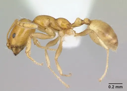 Monomorium bifidoclypeatum specimen CASENT0173593 image casent0173593_3