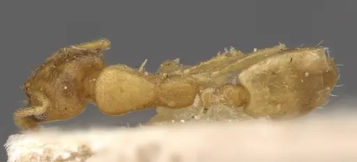 Monomorium biroi specimen CASENT0908691 image casent0908691_1