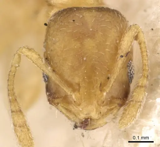 Monomorium biroi specimen CASENT0908691 image casent0908691_2
