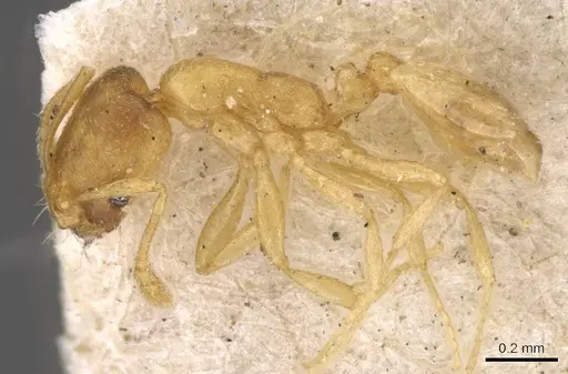 Monomorium biroi specimen CASENT0908691 image casent0908691_3