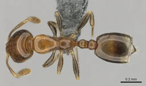 Monomorium boerorum specimen CASENT0259088 image casent0259088_1
