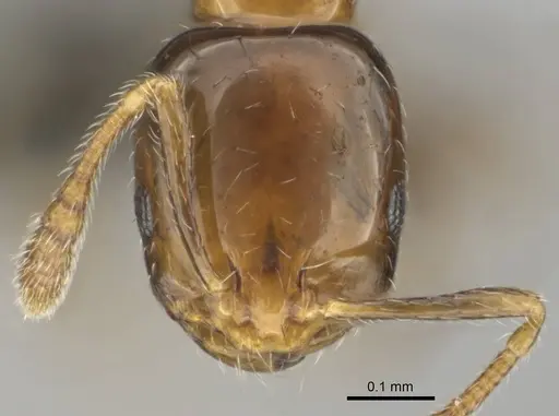 Monomorium boerorum specimen CASENT0259088 image casent0259088_2