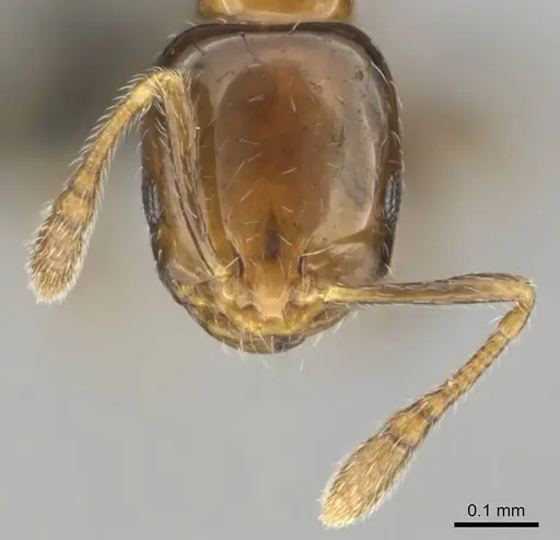 Monomorium boerorum specimen CASENT0259088 image casent0259088_3