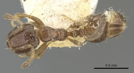 Monomorium boerorum specimen CASENT0902259 image casent0902259_1