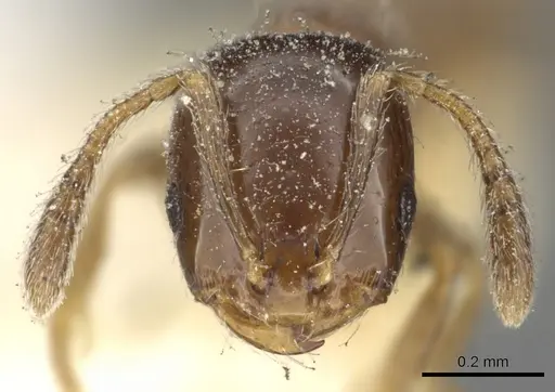 Monomorium boerorum specimen CASENT0902259 image casent0902259_2