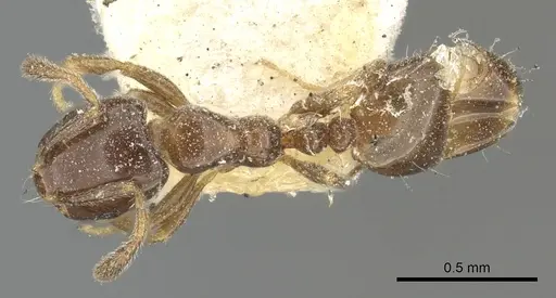 Monomorium boerorum specimen CASENT0902259 image casent0902259_3