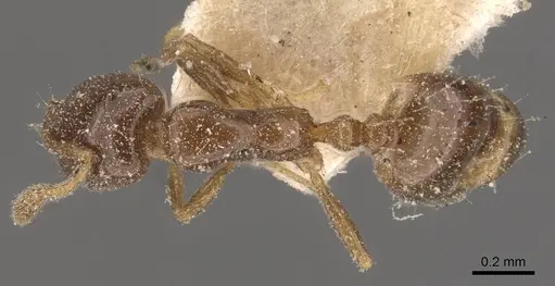 Monomorium boerorum specimen CASENT0908704 image casent0908704_1