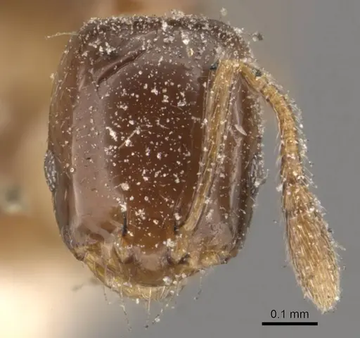 Monomorium boerorum specimen CASENT0908704 image casent0908704_2
