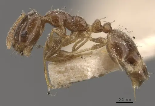 Monomorium boerorum specimen CASENT0908704 image casent0908704_3