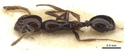Monomorium boltoni specimen CASENT0902218 image casent0902218_1