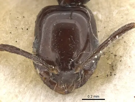 Monomorium boltoni specimen CASENT0902218 image casent0902218_2
