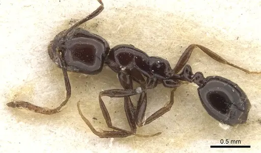 Monomorium boltoni specimen CASENT0902218 image casent0902218_3