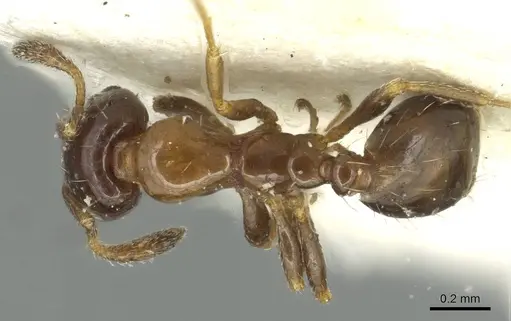 Monomorium borlei specimen CASENT0913564 image casent0913564_1