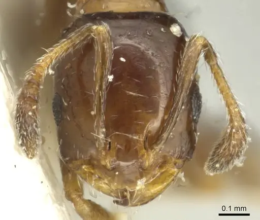Monomorium borlei specimen CASENT0913564 image casent0913564_2