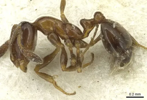 Monomorium borlei specimen CASENT0913564 image casent0913564_3