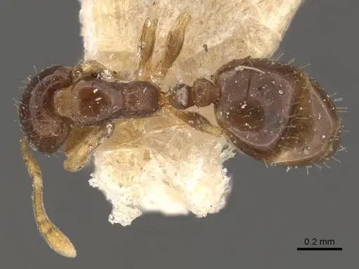 Monomorium brasiliense specimen CASENT0908705 image casent0908705_1