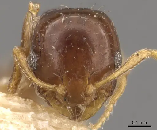 Monomorium brasiliense specimen CASENT0908705 image casent0908705_2