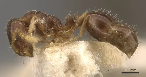 Monomorium brasiliense specimen CASENT0908705 image casent0908705_3