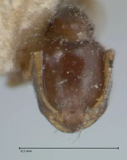 Monomorium brasiliense specimen FOCOL1691 image focol1691_1