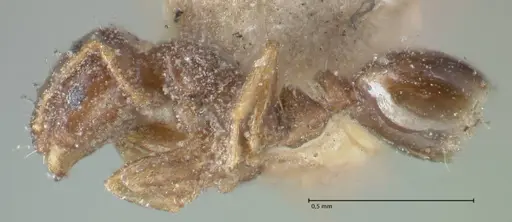 Monomorium brasiliense specimen FOCOL1691 image focol1691_2