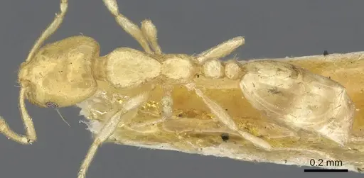 Monomorium braunsi specimen CASENT0902263 image casent0902263_1