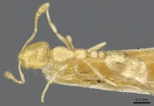Monomorium braunsi specimen CASENT0902263 image casent0902263_2