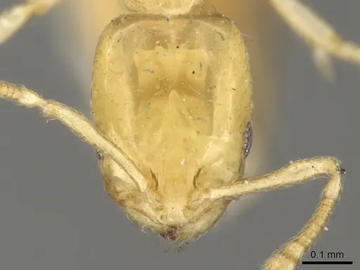 Monomorium braunsi specimen CASENT0902263 image casent0902263_3