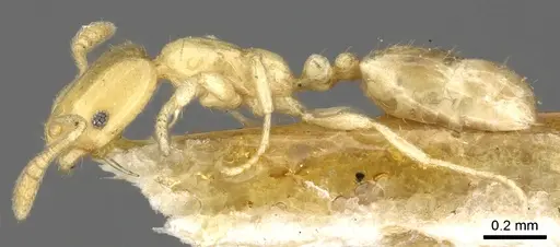 Monomorium braunsi specimen CASENT0902263 image casent0902263_4