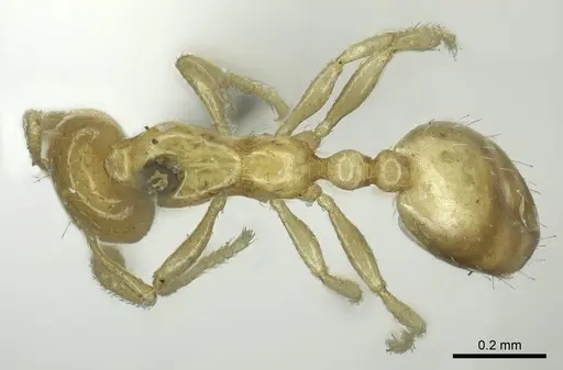 Monomorium braunsi specimen CASENT0916012 image casent0916012_1