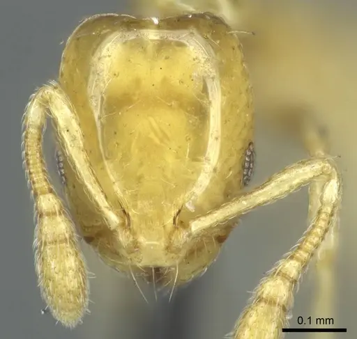 Monomorium braunsi specimen CASENT0916012 image casent0916012_2