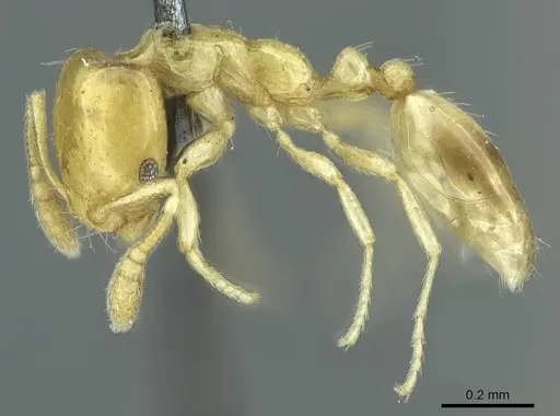 Monomorium braunsi specimen CASENT0916012 image casent0916012_3