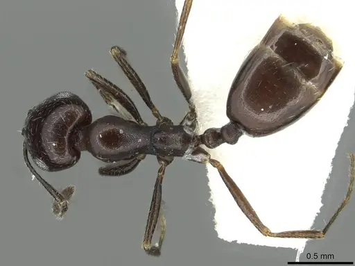 Monomorium buettikeri specimen CASENT0913565 image casent0913565_1