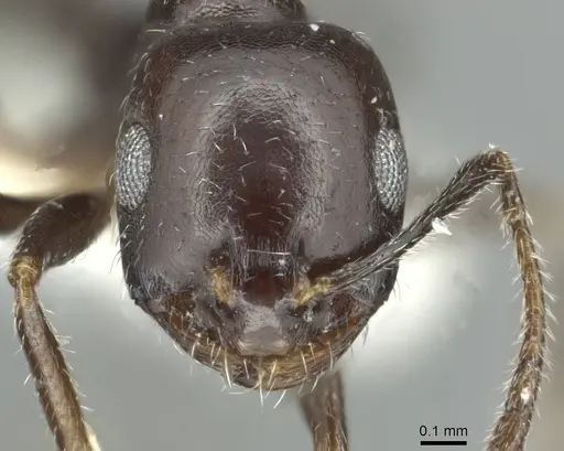 Monomorium buettikeri specimen CASENT0913565 image casent0913565_2